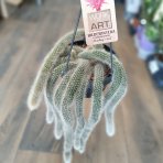 Kaktus (Cleistocactus colademononis) ´MONKEY TAIL´ - dĺžka 30-40 cm. kont. C1L - závesný kvetináč